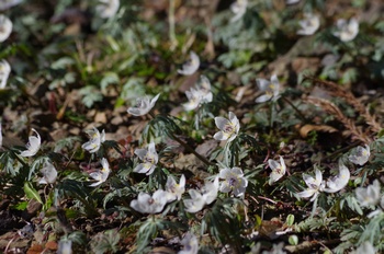 �Č��s��v�� �ߕ���