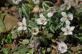 �Č��s��v�� �ߕ���