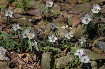 �Č��s��v�� �ߕ���