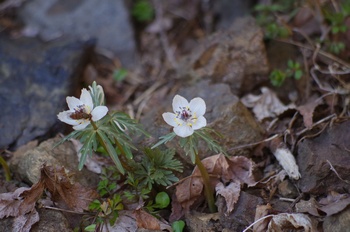 �Č��s��v�� �ߕ���