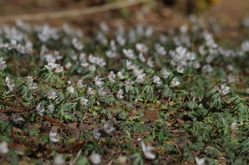 �Č��s��v�� �ߕ���