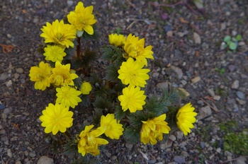 �Č��s��v�� �t�N�W���\�E