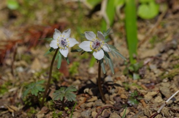 �Č��s��v�� �ߕ���