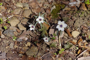 �Č��s��v�� �Z�c�u���\�E