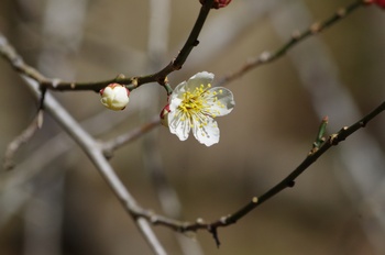 �Č��s��v�� �~