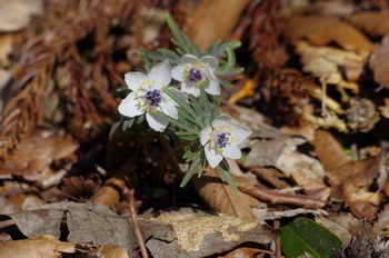 �Č��s��v�� �Z�c�u���\�E