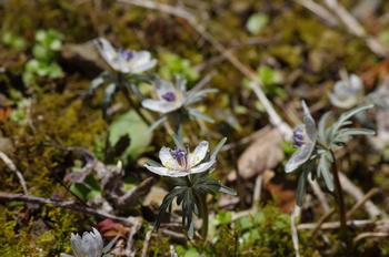 �Č��s��v�� �Z�c�u���\�E