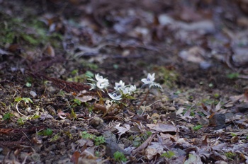 �Č��s��v�� �Z�c�u���\�E