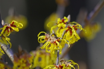 �Č��s��v�� �}���T�N