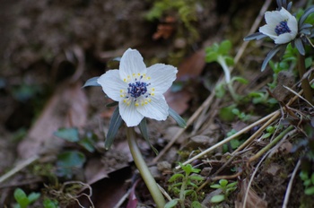 �Č��s��v�� �ߕ���