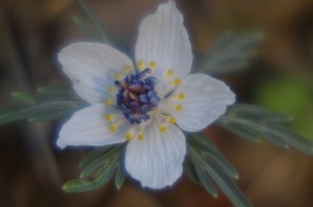 �Č��s��v�� �ߕ���