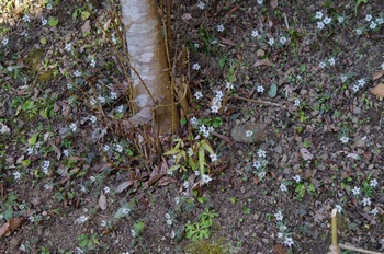 �Č��s��v�� �ߕ���