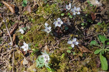 �Č��s��v�� �ߕ���