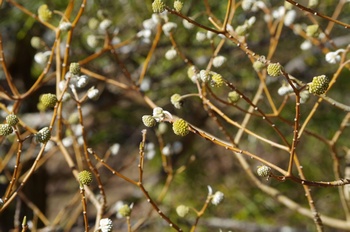 �Č��s��v�� �~�c�}�^