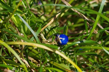 �Č��s��v�� �W���m�q�Q