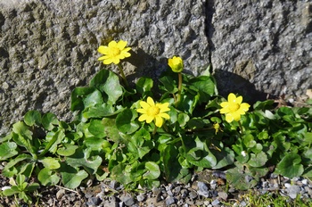 �Č��s��v�� �q�������E�L���J