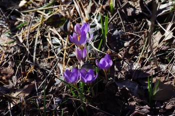 �Č��s��v�� �N���b�J�X