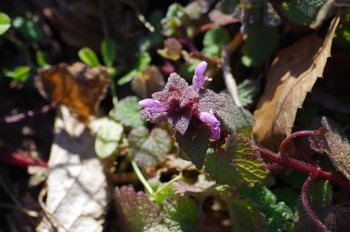 �Č��s��v�� �q���I�h���R�\�E