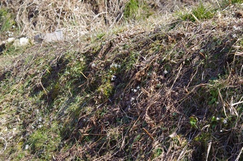 �Č��s��v�� �ߕ���