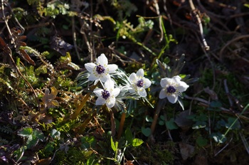 �Č��s��v�� �ߕ���