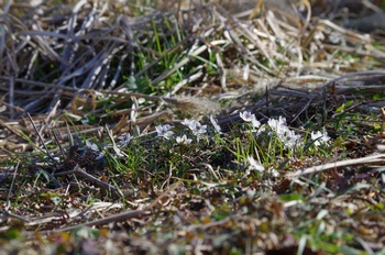 �Č��s��v�� �ߕ���