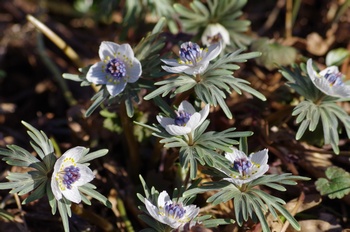 �Č��s��v�� �ߕ���