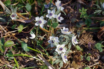 �Č��s��v�� �ߕ���