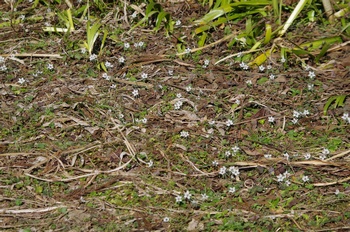 �Č��s��v�� �Z�c�u���\�E