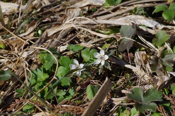 �Č��s��v�� �Z�c�u���\�E