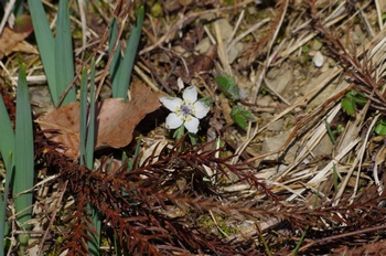 �Č��s��v�� �Z�c�u���\�E