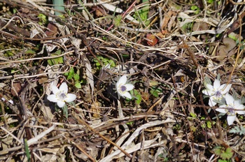 �Č��s��v�� �Z�c�u���\�E