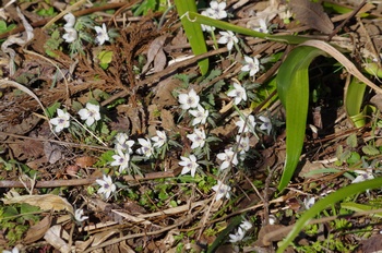 �Č��s��v�� �Z�c�u���\�E