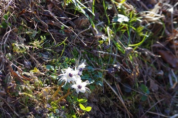 �Č��s��v�� �Z�c�u���\�E