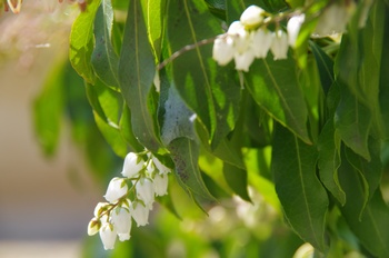 ���̎s ������