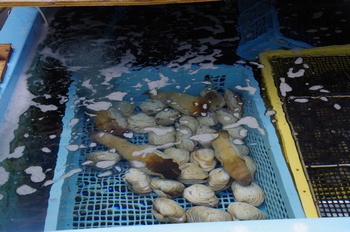 �������Y�s��