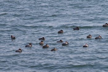 ���̌�ÊC�� �z�V�n�W��