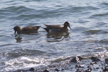 ���̌�ÊC�� �q�h���K��