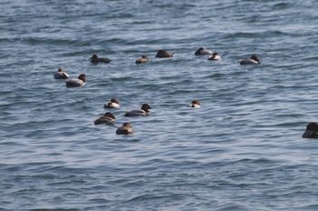 ���̌�ÊC�� �z�V�n�W��