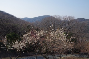 ���̎s�~���� �~