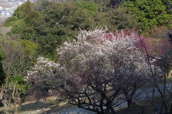 ���̎s�~���� �~