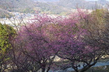 ���̎s�~���� �~��