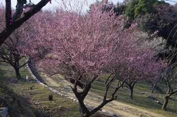 ���̎s�~���� �~