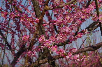 ���̎s�~���� �~