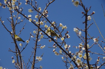 ���̎s�~���� ���W��