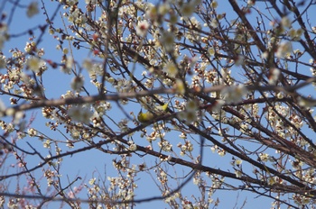 ���̎s�~���� ���W��