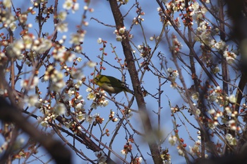 ���̎s�~���� ���W��