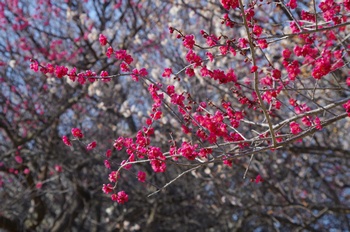 ���̎s�~���� �~