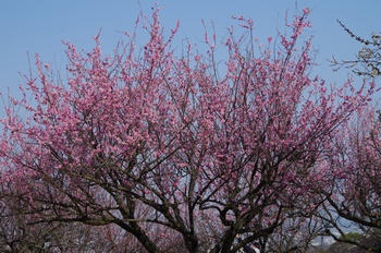 ���̎s�~���� �~