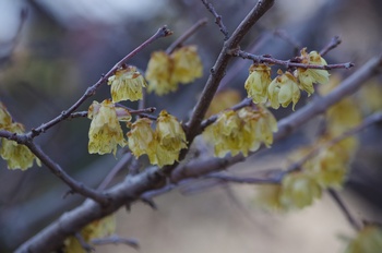 ���̎s�~���� ���E�o�C