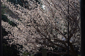 ���̎s�~���� ���~